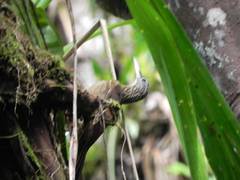 Xiphorhynchus guttatus