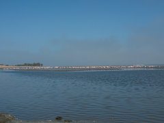 Phoenicopterus roseus