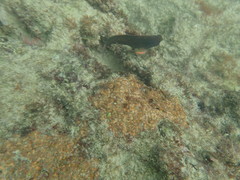 Ophioblennius macclurei
