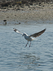 Chroicocephalus cirrocephalus
