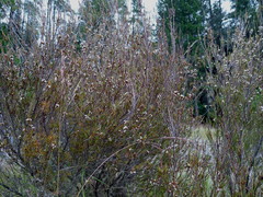 Dracophyllum subulatum