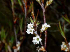 Dracophyllum subulatum