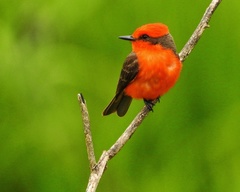 Pyrocephalus rubinus blatteus