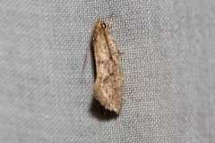 Syncometes vilis