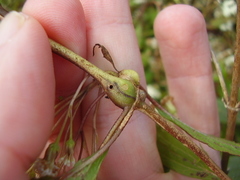 Procecidochares alani