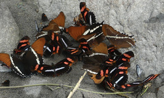 Podotricha telesiphe