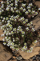Cherleria marcescens