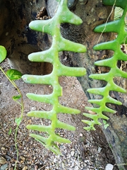 Disocactus anguliger