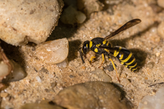Ancistrocerus lutonidus