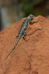 Sceloporus clarkii vallaris