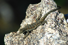 Urosaurus ornatus schottii