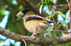 Coccothraustes abeillei