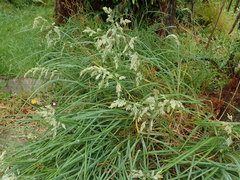 Poa chathamica