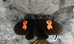 Eueides heliconioides