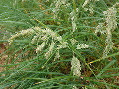 Poa chathamica