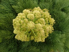 Aciphylla dieffenbachii