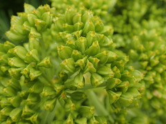 Aciphylla dieffenbachii