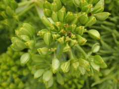 Aciphylla dieffenbachii