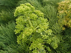 Aciphylla dieffenbachii