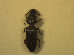 Pycnomerus