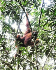 Pongo abelii
