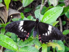 Heraclides anchisiades