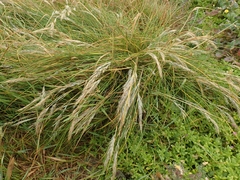 Festuca coxii