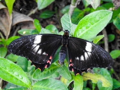 Heraclides anchisiades