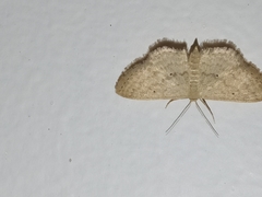 Scopula hypochra