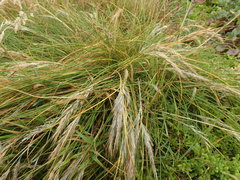 Festuca coxii