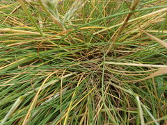 Festuca coxii