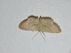 Scopula hypochra