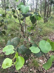 Eucalyptus amplifolia