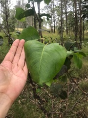 Eucalyptus amplifolia
