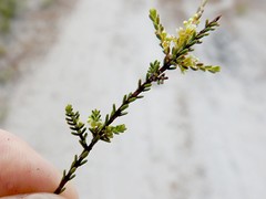 Micromyrtus littoralis