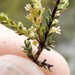 Micromyrtus littoralis - Photo (c) Gary, some rights reserved (CC BY-NC), uploaded by Gary