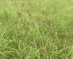 Capillipedium spicigerum