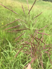 Capillipedium spicigerum