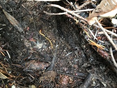 Dicellophilus limatus