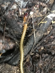 Dicellophilus limatus