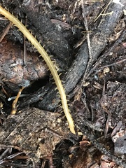 Dicellophilus limatus