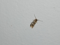 Stathmopoda megathyma