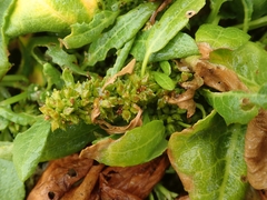 Rumex neglectus