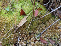 Sphagnum perichaetiale