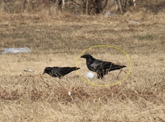 Corvus corax kamtschaticus