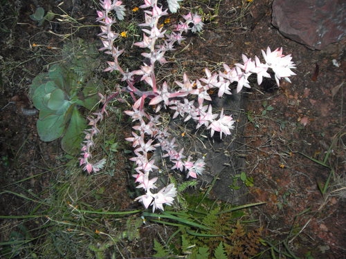 Echeveria gigantea