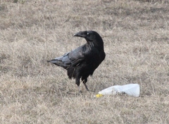 Corvus corax kamtschaticus