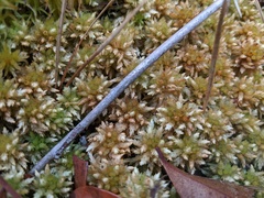 Sphagnum perichaetiale
