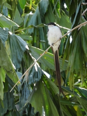 Tyrannus savana