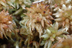 Sphagnum perichaetiale